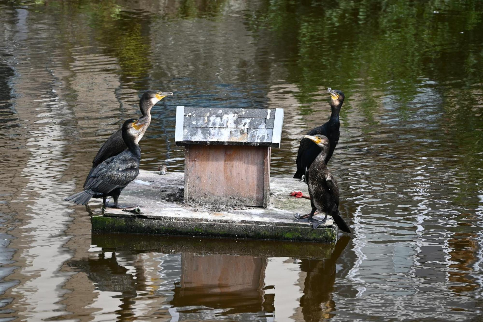 Jardin Madeleine Lägenhet Morlaix Exteriör bild